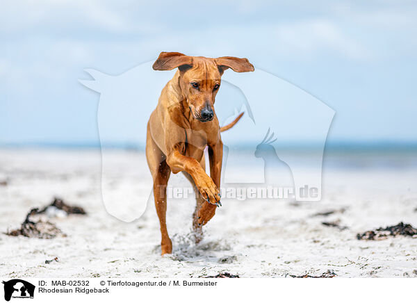 Rhodesian Ridgeback / Rhodesian Ridgeback / MAB-02532