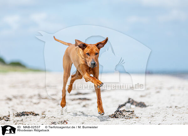 Rhodesian Ridgeback / MAB-02537