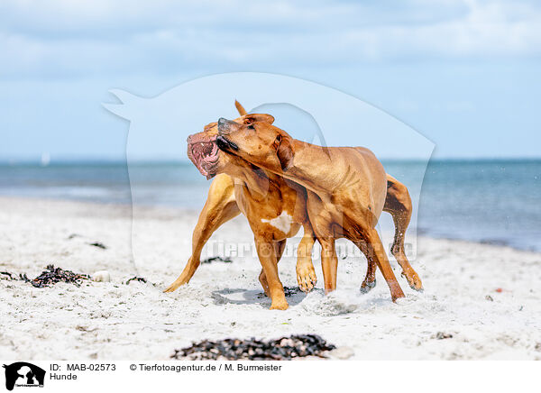 Hunde / dogs / MAB-02573