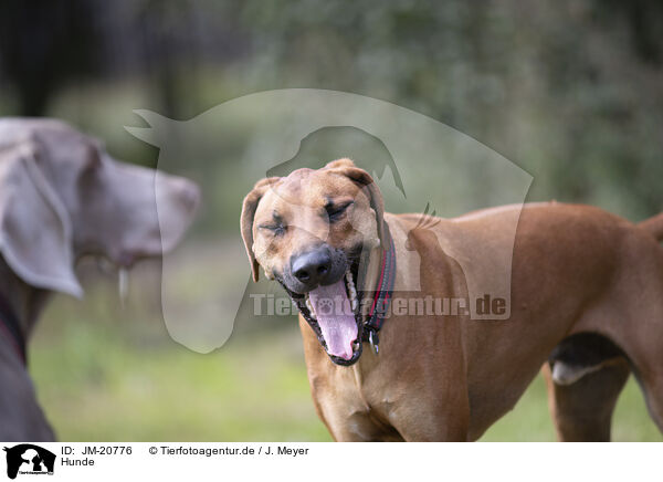 Hunde / JM-20776