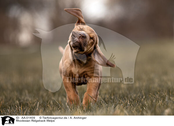 Rhodesian Ridgeback Welpe / Rhodesian Ridgeback Puppy / AA-01409