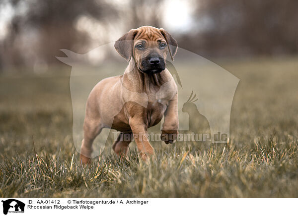 Rhodesian Ridgeback Welpe / AA-01412