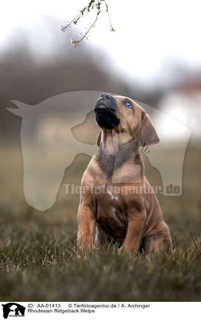 Rhodesian Ridgeback Welpe / AA-01413
