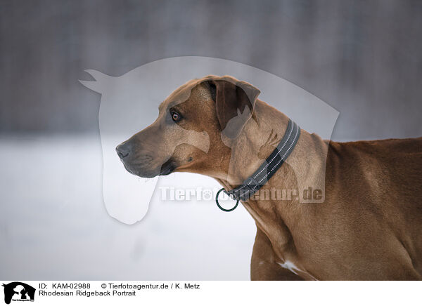 Rhodesian Ridgeback Portrait / KAM-02988