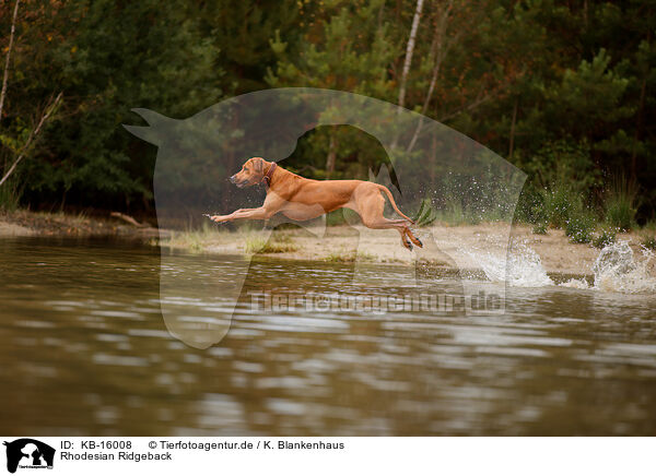 Rhodesian Ridgeback / KB-16008