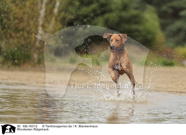 Rhodesian Ridgeback / KB-16012