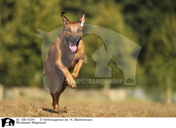 Rhodesian Ridgeback / Rhodesian Ridgeback / KB-16341