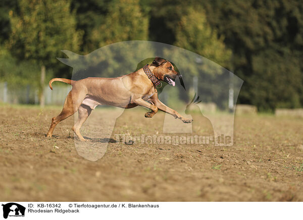 Rhodesian Ridgeback / KB-16342