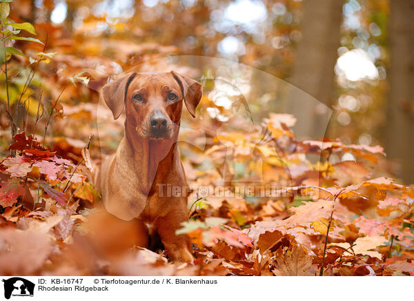Rhodesian Ridgeback / KB-16747