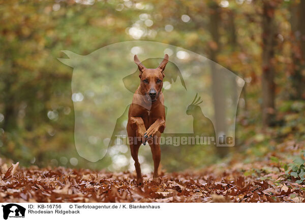 Rhodesian Ridgeback / Rhodesian Ridgeback / KB-16756