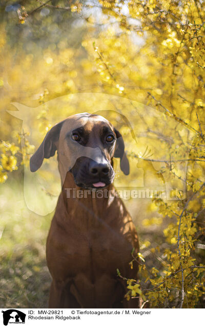 Rhodesian Ridgeback / MW-29821