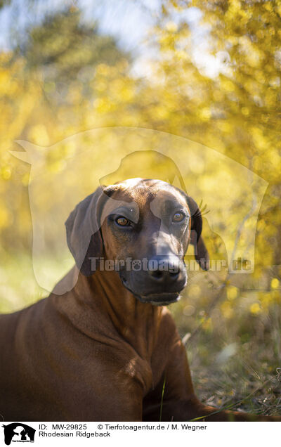 Rhodesian Ridgeback / Rhodesian Ridgeback / MW-29825