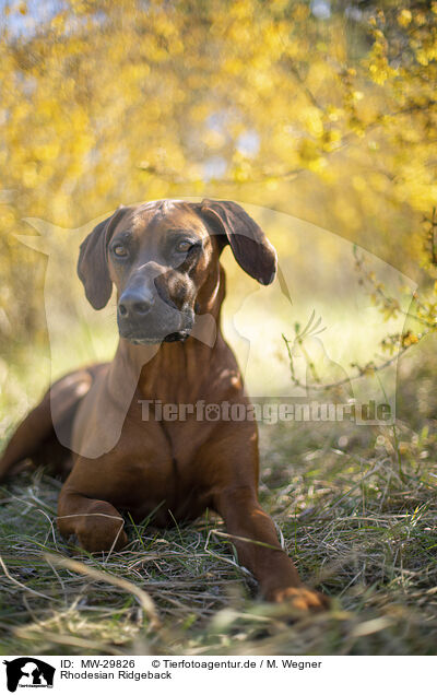 Rhodesian Ridgeback / Rhodesian Ridgeback / MW-29826