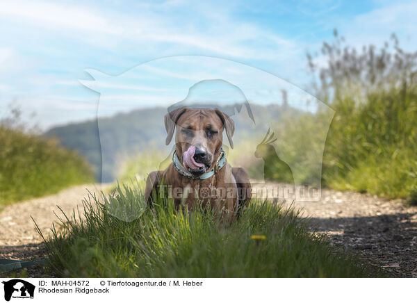 Rhodesian Ridgeback / Rhodesian Ridgeback / MAH-04572