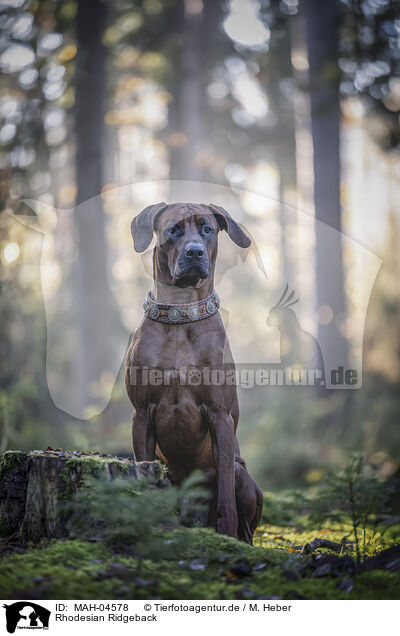 Rhodesian Ridgeback / MAH-04578