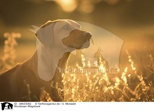 Rhodesian Ridgeback / UM-03082