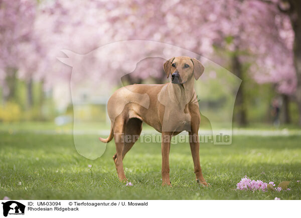 Rhodesian Ridgeback / Rhodesian Ridgeback / UM-03094