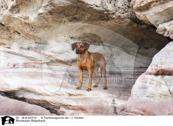 Rhodesian Ridgeback / Rhodesian Ridgeback / JEG-02510