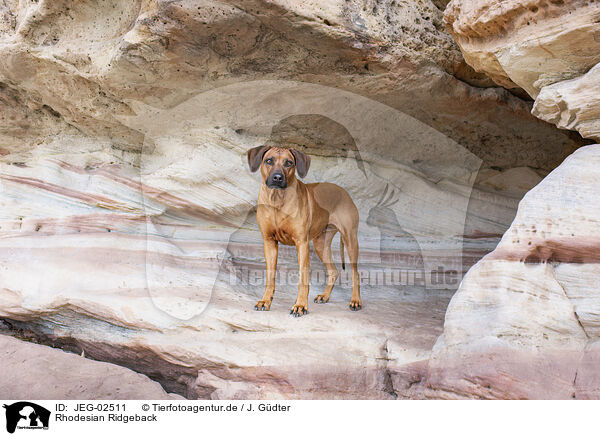 Rhodesian Ridgeback / Rhodesian Ridgeback / JEG-02511