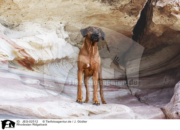 Rhodesian Ridgeback / Rhodesian Ridgeback / JEG-02512