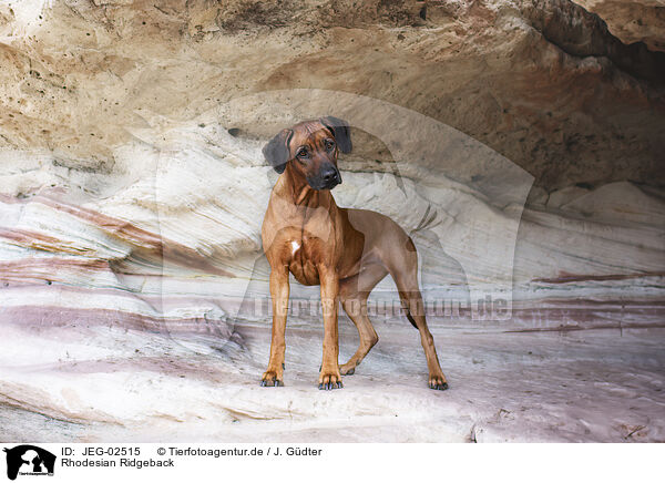 Rhodesian Ridgeback / Rhodesian Ridgeback / JEG-02515