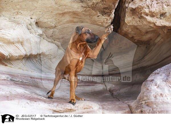 Rhodesian Ridgeback / Rhodesian Ridgeback / JEG-02517