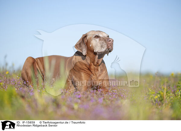 Rhodesian Ridgeback Senior / Rhodesian Ridgeback Senior / IF-15859