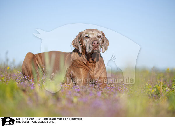 Rhodesian Ridgeback Senior / Rhodesian Ridgeback Senior / IF-15860