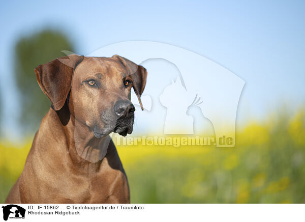 Rhodesian Ridgeback / Rhodesian Ridgeback / IF-15862