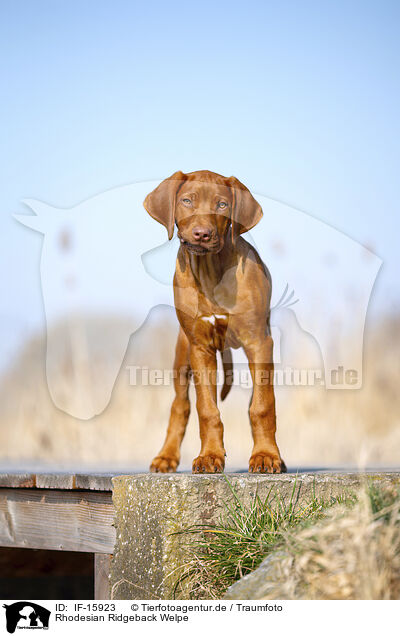 Rhodesian Ridgeback Welpe / Rhodesian Ridgeback puppy / IF-15923
