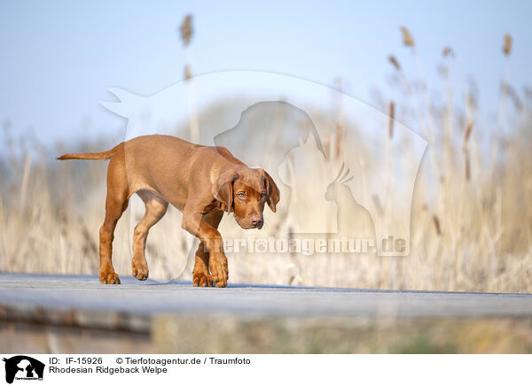 Rhodesian Ridgeback Welpe / Rhodesian Ridgeback puppy / IF-15926