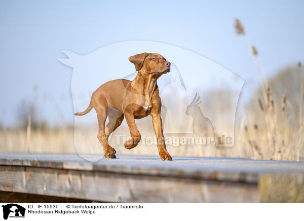 Rhodesian Ridgeback Welpe / Rhodesian Ridgeback puppy / IF-15930