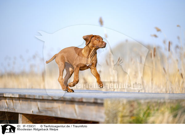 Rhodesian Ridgeback Welpe / Rhodesian Ridgeback puppy / IF-15931