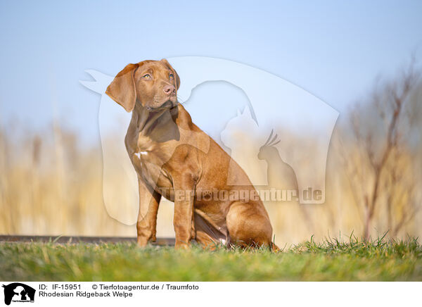 Rhodesian Ridgeback Welpe / Rhodesian Ridgeback puppy / IF-15951