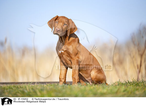 Rhodesian Ridgeback Welpe / Rhodesian Ridgeback puppy / IF-15952