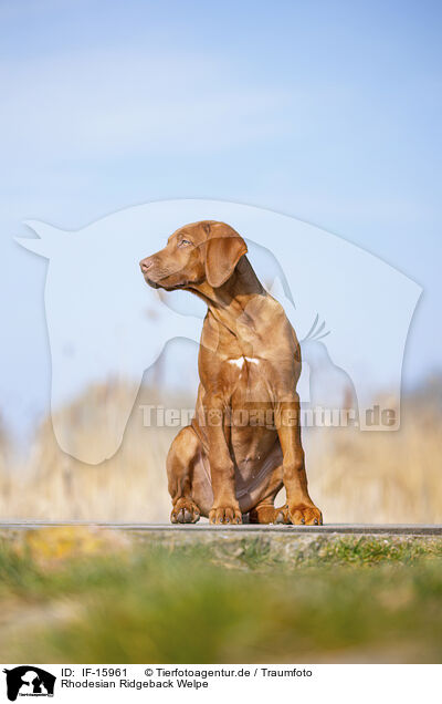 Rhodesian Ridgeback Welpe / Rhodesian Ridgeback puppy / IF-15961