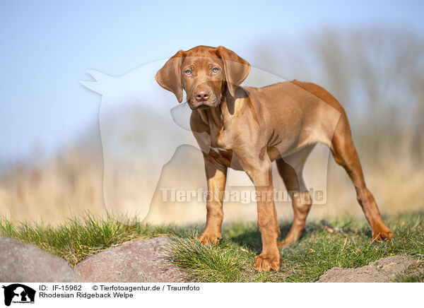 Rhodesian Ridgeback Welpe / Rhodesian Ridgeback puppy / IF-15962