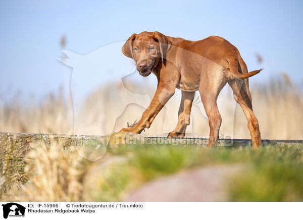 Rhodesian Ridgeback Welpe / Rhodesian Ridgeback puppy / IF-15966