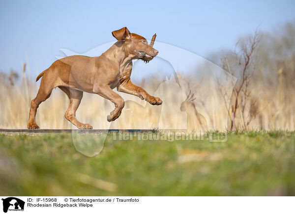Rhodesian Ridgeback Welpe / Rhodesian Ridgeback puppy / IF-15968