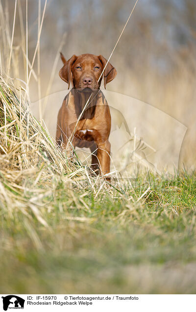 Rhodesian Ridgeback Welpe / Rhodesian Ridgeback puppy / IF-15970