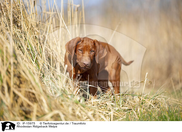 Rhodesian Ridgeback Welpe / Rhodesian Ridgeback puppy / IF-15975