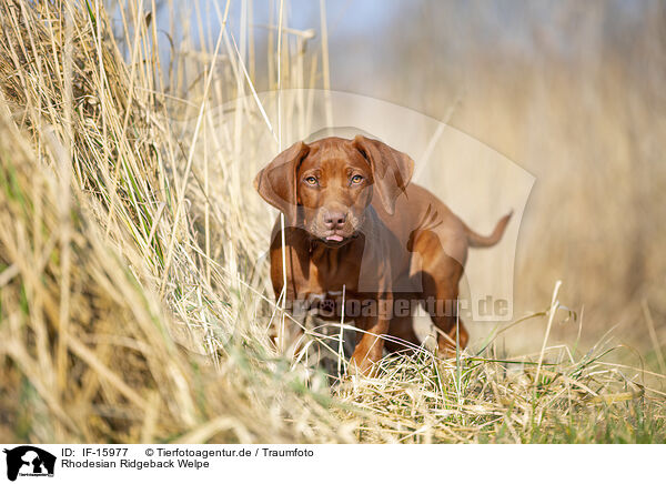 Rhodesian Ridgeback Welpe / Rhodesian Ridgeback puppy / IF-15977