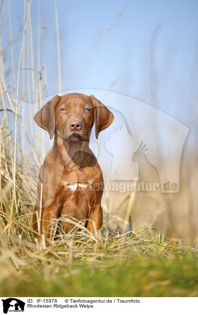 Rhodesian Ridgeback Welpe / Rhodesian Ridgeback puppy / IF-15978