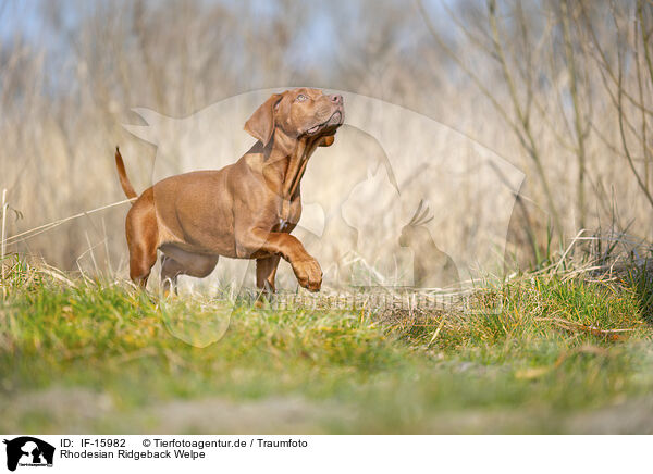Rhodesian Ridgeback Welpe / Rhodesian Ridgeback puppy / IF-15982