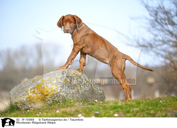 Rhodesian Ridgeback Welpe / Rhodesian Ridgeback puppy / IF-15989