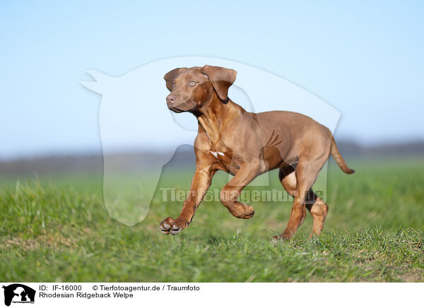 Rhodesian Ridgeback Welpe / Rhodesian Ridgeback puppy / IF-16000