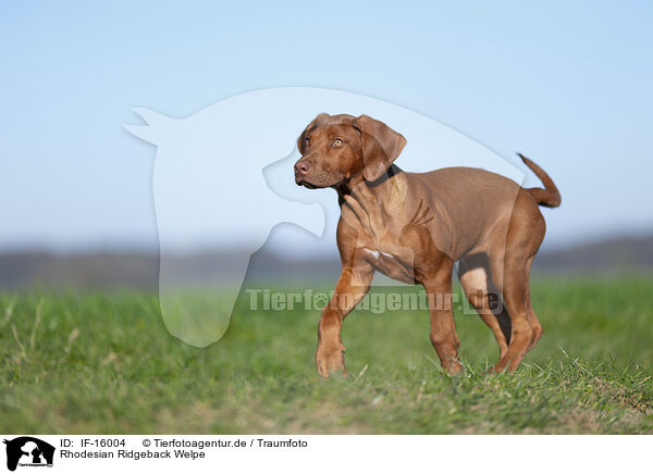 Rhodesian Ridgeback Welpe / Rhodesian Ridgeback puppy / IF-16004
