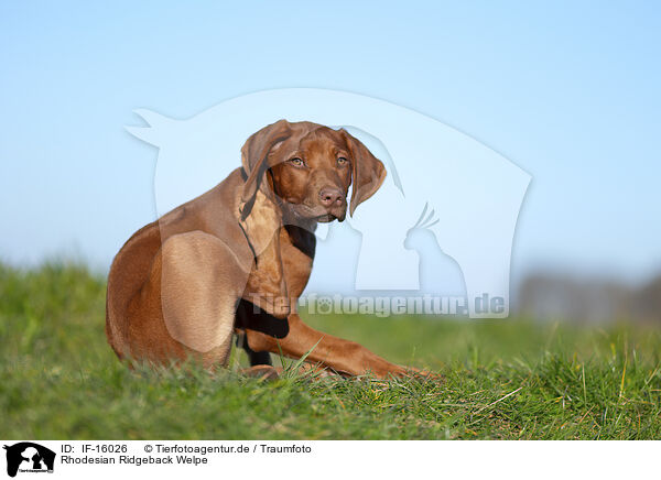 Rhodesian Ridgeback Welpe / Rhodesian Ridgeback puppy / IF-16026