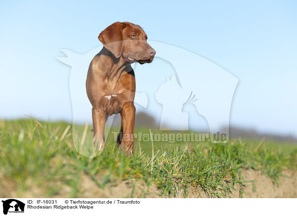 Rhodesian Ridgeback Welpe / Rhodesian Ridgeback puppy / IF-16031