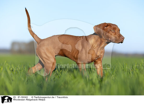 Rhodesian Ridgeback Welpe / Rhodesian Ridgeback puppy / IF-16040